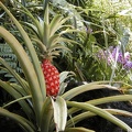 Some people haven't ever seen a pineapple plant- this one has a reddish color.