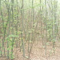 The forrest along the trails.