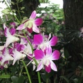 Orchids at the Jurong bird park