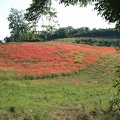 Wild Poppies on the hillside