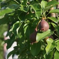 Young pear trees