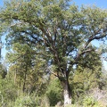 Beautiful oak trees
