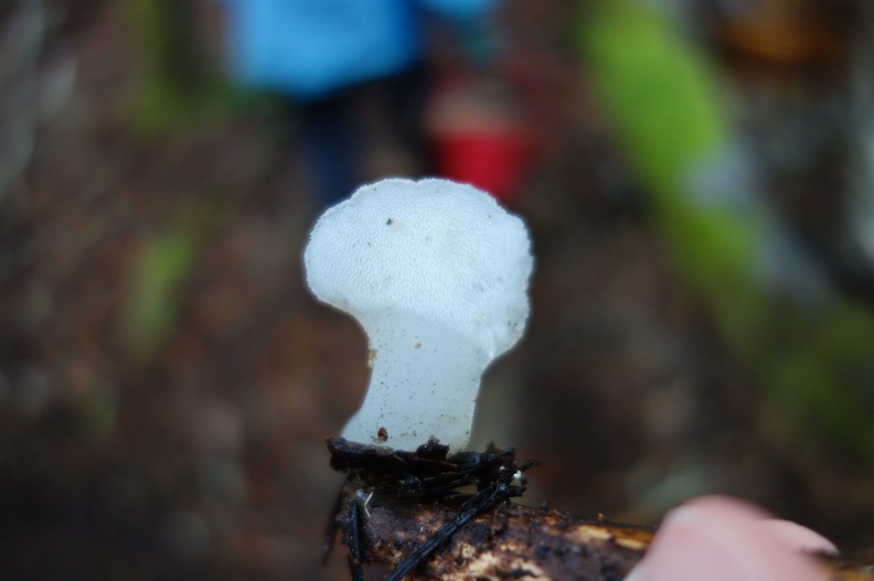 Toothed jelly fungus (Pseudohydnum gelatinosum)