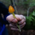 Witch's Hat (Hygrocybe conica)
