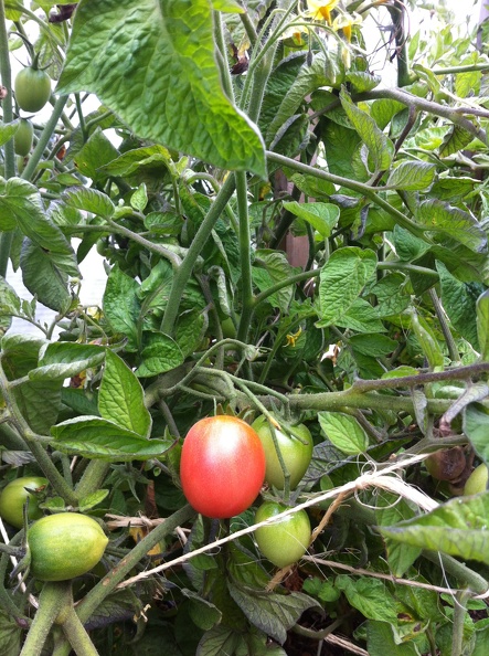 Babywine tomato