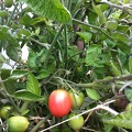 Babywine tomato