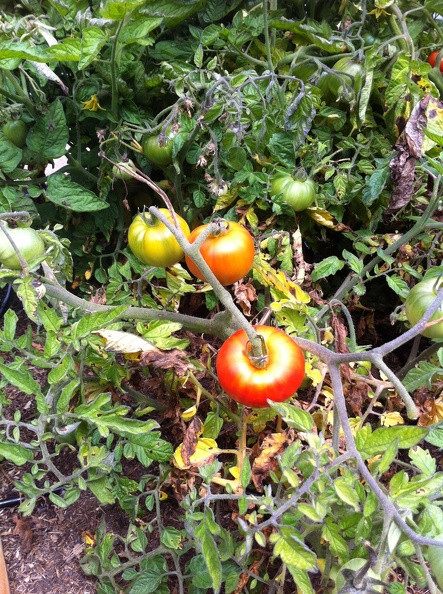 Oregon spring tomato