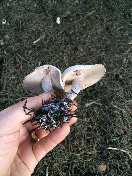 Blewit (Clitocybe nuda)