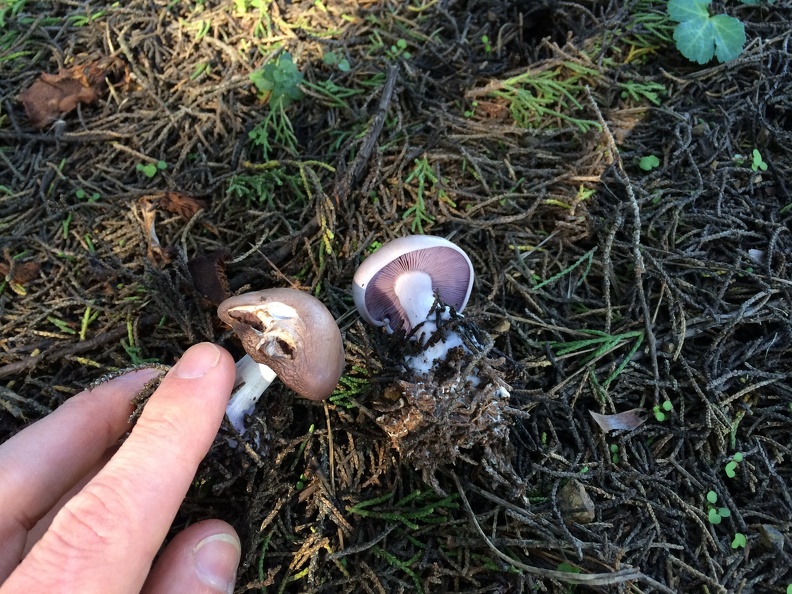 Blewit (Clitocybe nuda)