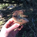 Old Lactarius deliciosus?