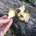 Oyster mushroom (Pleurotus ostreatus) ??