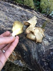 Oyster mushroom (Pleurotus ostreatus) ??
