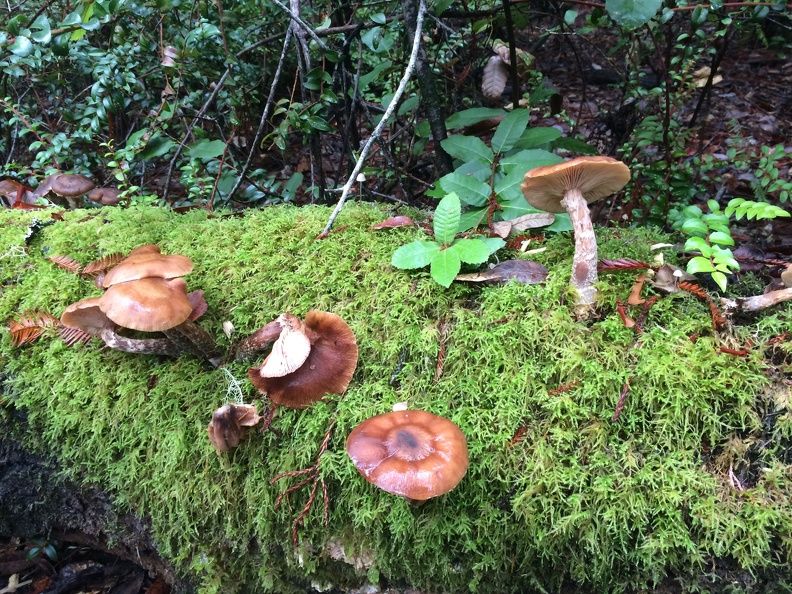 Armillaria mellea (Honey mushroom) ?