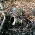 Suillus pungens (Pungent slippery jack)