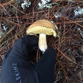 Suillus pungens (Pungent slippery jack)