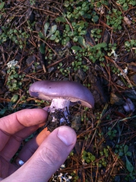 Clitocybe nuda (Blewit)