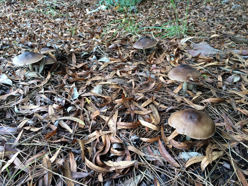 Pluteus cervinus (Deer Mushroom)
