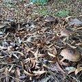 Pluteus cervinus (Deer Mushroom)
