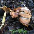 Armillaria mellea (Honey mushroom)