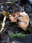 Armillaria mellea (Honey mushroom)