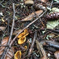 Aleuria aurantia (Orange Peel Fungus)