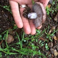Clitocybe nuda (Blewit)