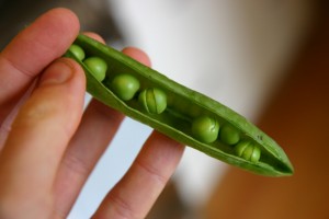 Over-ripe peas