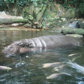 Hippos at the zoo