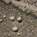 Sand and Snails