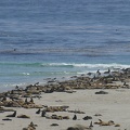 Seals and Sea Lions at Point Bennett