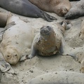 Elephant seals molting