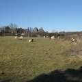 Sheep along the nature trail