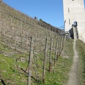 Lots of Reisling grape vines in the Rhine valley