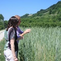 Tall wheat for the farm