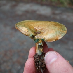 Mushroom Hunt - Salt Pt SP - Dec 2012