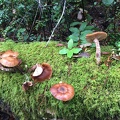 Armillaria mellea (Honey mushroom) ?